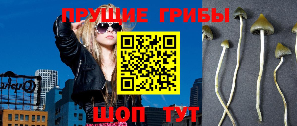 Осинники  Псилоцибиновые грибы GOLDEN TEACHER  Вход с VPN 